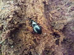 Pterostichus