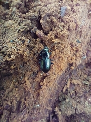 Pterostichus