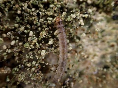 Eschatotypa melichrysa