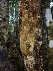 Eschatotypa melichrysa