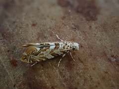 Eschatotypa melichrysa
