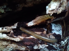 Cylindroiulus punctatus