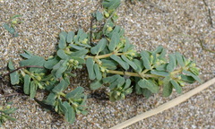 Euphorbia peplis
