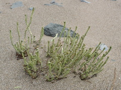 Cakile maritima euxina