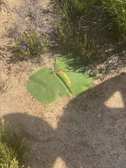 Haemanthus sanguineus