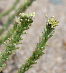 Cakile maritima euxina