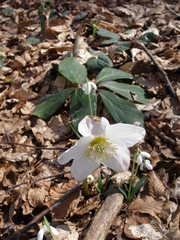 Helleborus niger macranthus