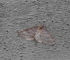 Operophtera fagata