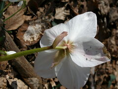 Helleborus niger macranthus