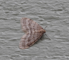 Operophtera fagata
