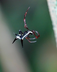 Micrathena schreibersi