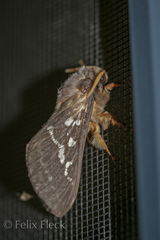 Oxycanus occidentalis