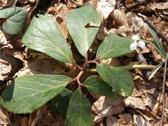Helleborus niger macranthus
