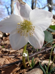 Helleborus niger macranthus