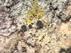 Rinodina buckii