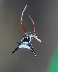 Micrathena schreibersi