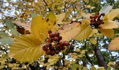 Karpatiosorbus meyeri
