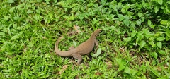 Varanus nebulosus