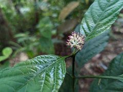 Chassalia curviflora