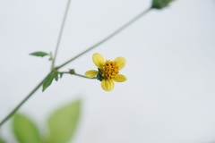 Bidens biternata