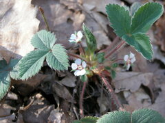 Potentilla micrantha