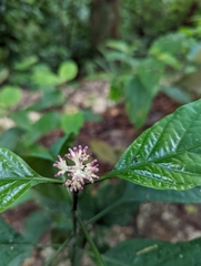 Chassalia curviflora
