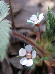Potentilla micrantha