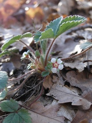 Potentilla micrantha