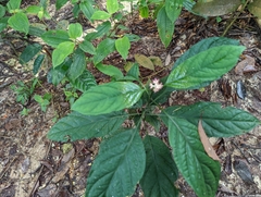 Chassalia curviflora