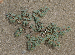 Euphorbia peplis
