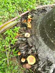 Gymnopilus