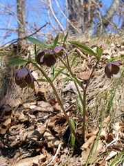 Helleborus atrorubens