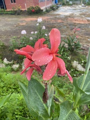 Canna × generalis
