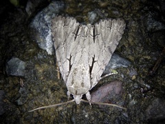 Acronicta major
