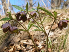 Helleborus atrorubens