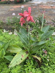 Canna × generalis