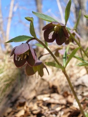 Helleborus atrorubens