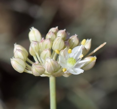 Allium marschalianum