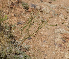 Asperula tenella