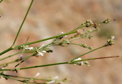 Asperula tenella