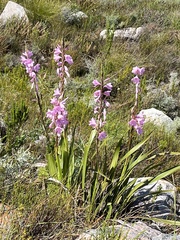 Watsonia borbonica