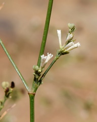 Asperula tenella