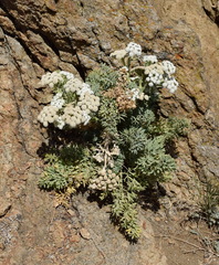 Seseli gummiferum