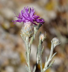 Centaurea sterilis