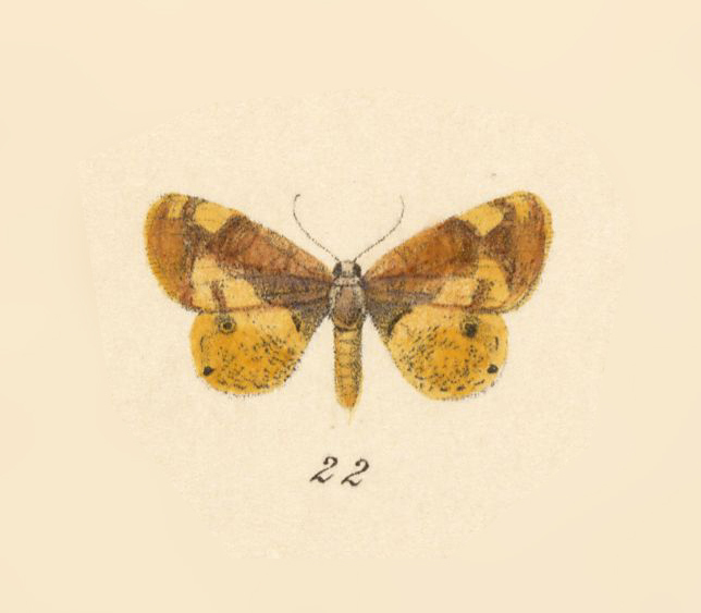 Opisthoxia aspledon