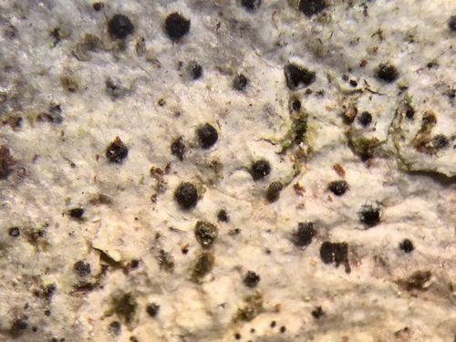 Representative image of Acrocordia