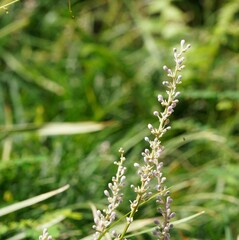 Liriope spicata