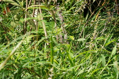 Liriope spicata