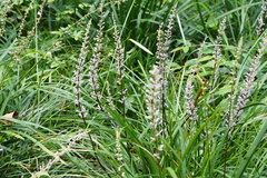 Liriope spicata