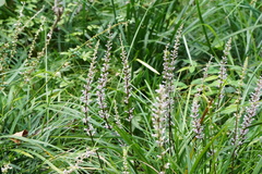 Liriope spicata